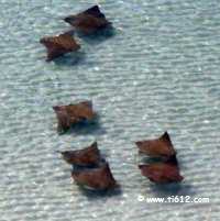 Click here to see video from our balcony of a school of stingrays swimming by